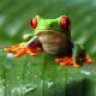 Banjofrog