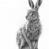 The_slowest_hare
