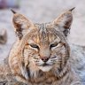 Joebobthebobcat