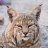 Joebobthebobcat