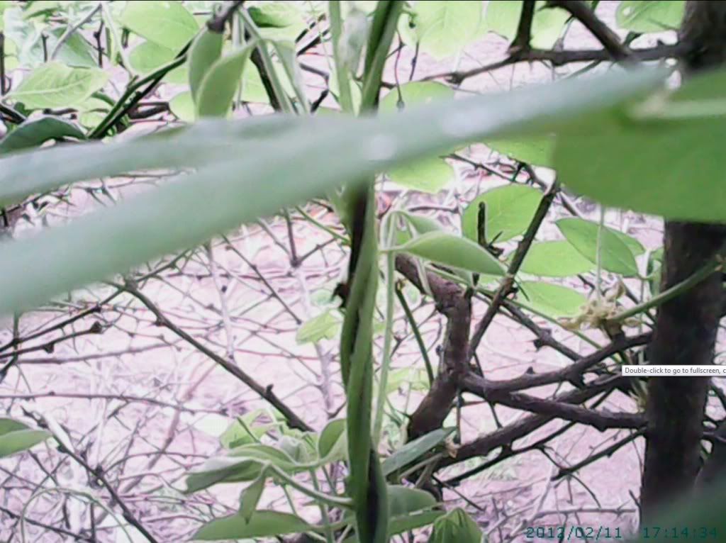 treespoiler.jpg