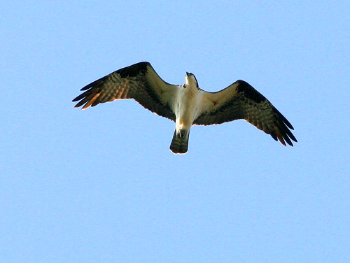 3399677398_d7815b97ab.jpg