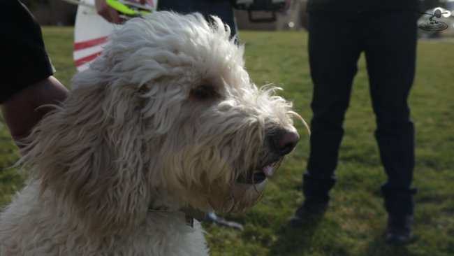 dogs-12-png_1420662052.jpg