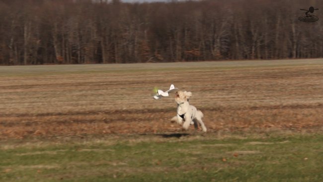 dogs-3-png_1420661583.jpg