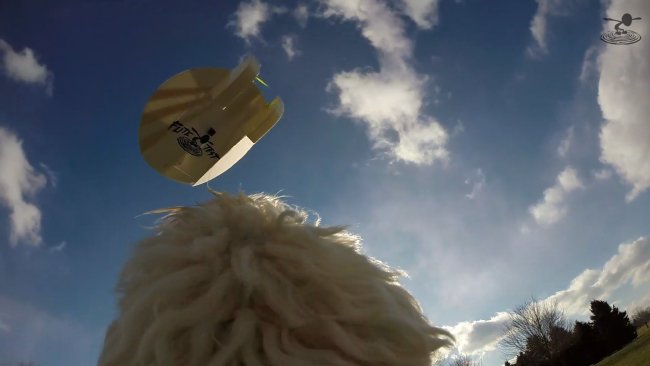 dogs-2-png_1420661630.jpg