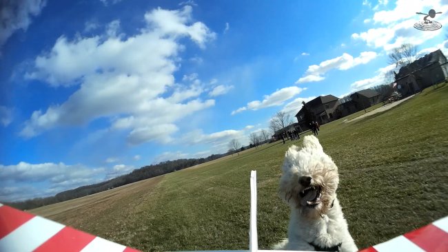 dogs-1-png_1420661614.jpg