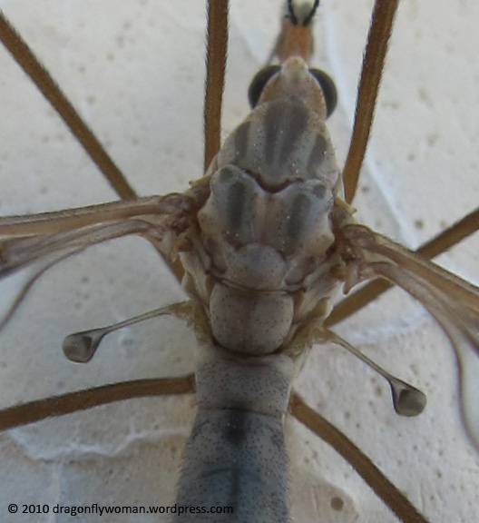 crane-fly-halteres.jpg