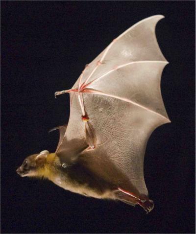 bat-in-flight.jpg